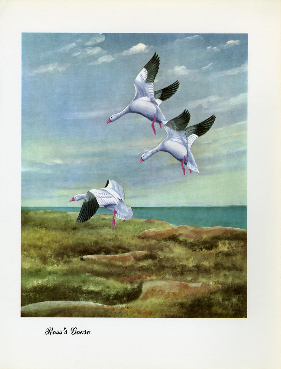 1948 Ross&#39;s Goose - Vintage Angus H. Shortt Waterfowl Print