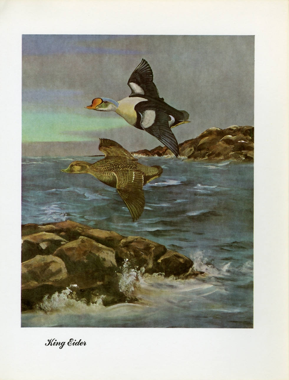 1948 King Eider - Vintage Angus H. Shortt Waterfowl Print