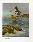 1948 King Eider - Vintage Angus H. Shortt Waterfowl Print
