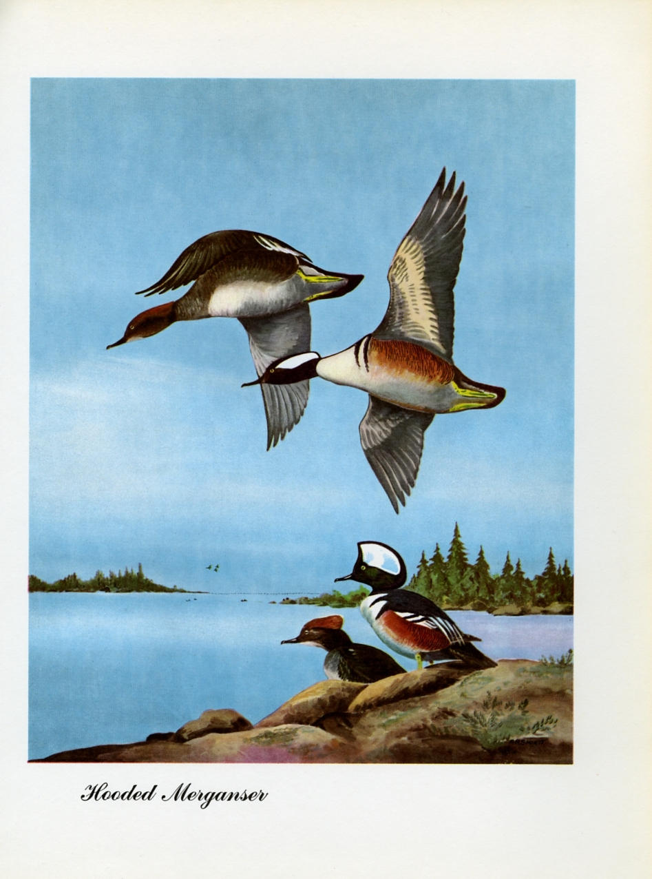 1948 Hooded Merganser - Vintage Angus H. Shortt Waterfowl Print