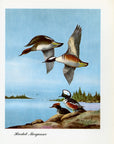 1948 Hooded Merganser - Vintage Angus H. Shortt Waterfowl Print