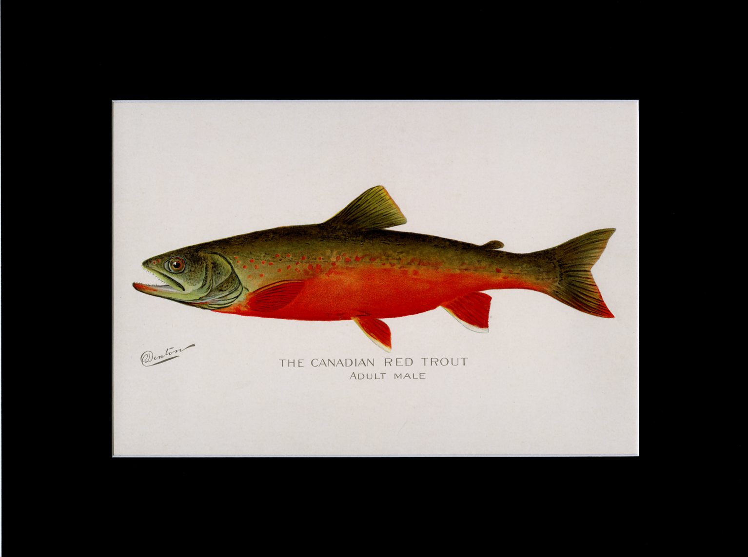 The Fish Prints of Sherman F. Denton – Adirondack Retro
