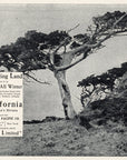 1902 Southern Pacific Railroad Print Ad Sunset Limited California Tree