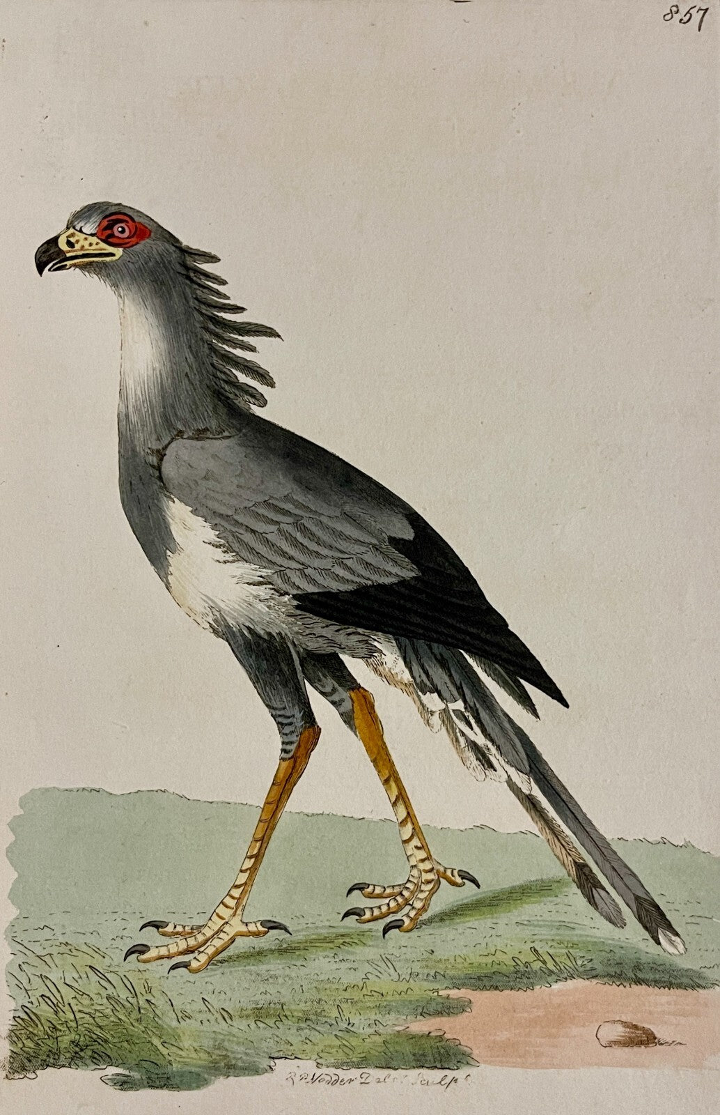 Antique Bird Prints | Original Ornithology Prints | Adirondack Retro
