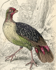 1834 Francolinus Hand-Colored Engraving Jardine Lizars - Game Birds