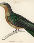 1833 Gigantic Hummingbird Hand-Colored Engraving Jardine Lizars Natural History