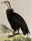 1789 Californian Vulture Shaw & Nodder Hand Colored Copper Engraving