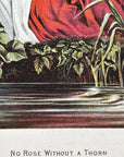 1881 "No Rose Without A Thorn" Chromolithograph Print | Magazine Illustration