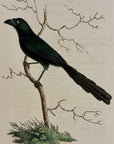 1789 Long-Tailed Crow Shaw & Nodder Hand Colored Copperplate Engraving