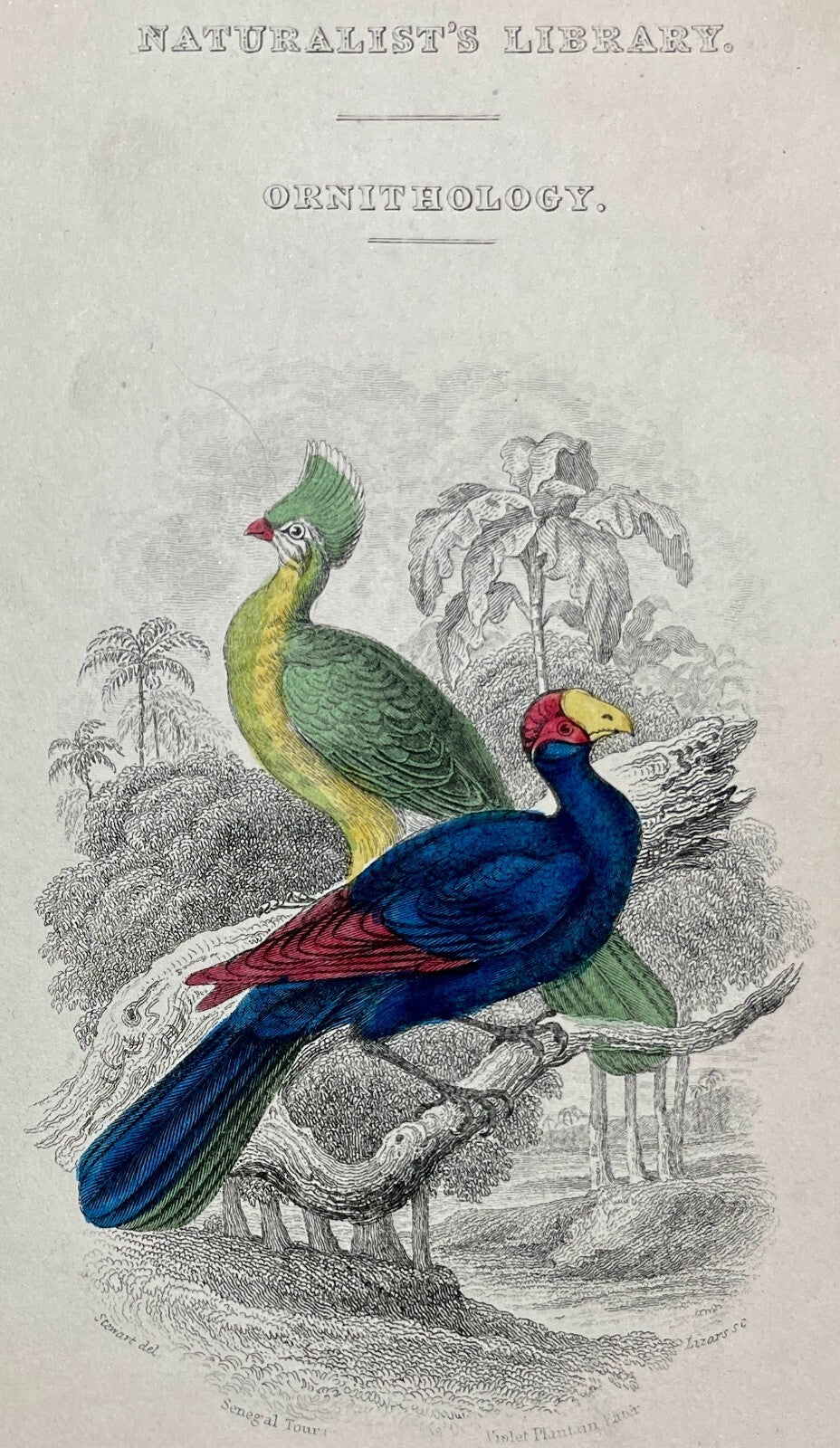Antique Natural History Prints | Wildlife Prints | Adirondack Retro
