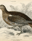 1834 Black Grouse (Female) Hand-Colored Engraving Jardine Lizars - Game Birds