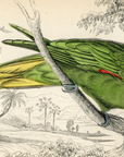 1836 Noble Parrot-Maccaw Hand-Colored Engraving Jardine Lizars - Parrots