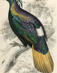 1834 Impeyan Lophophorus (Male) Hand-Colored Steel Engraving Jardine Lizars