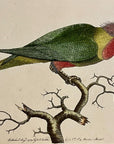 1789 Purple-Headed Parakeet Shaw & Nodder Hand Colored Copperplate Engraving