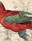 1836 Purple Capped Lory Hand-Colored Engraving Jardine Lizars - Parrots
