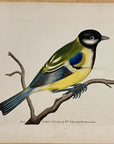 1789 Great Titmouse Shaw & Nodder Hand Colored Copper Engraving