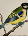 1789 Great Titmouse Shaw & Nodder Hand Colored Copper Engraving