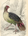 1834 Francolinus Hand-Colored Engraving Jardine Lizars - Game Birds