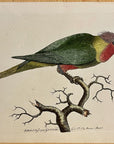 1789 Purple-Headed Parakeet Shaw & Nodder Hand Colored Copperplate Engraving