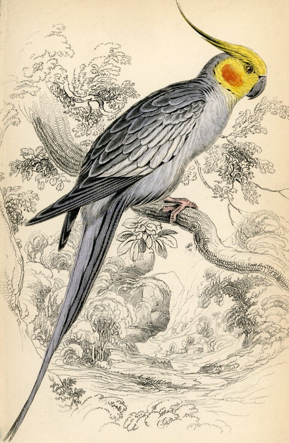 アート・デザイン・音楽 CLASSIC NATURAL HISTORY PRINTS BIRDS 11 Natural History Bird Prints! - The Graphics Fairy