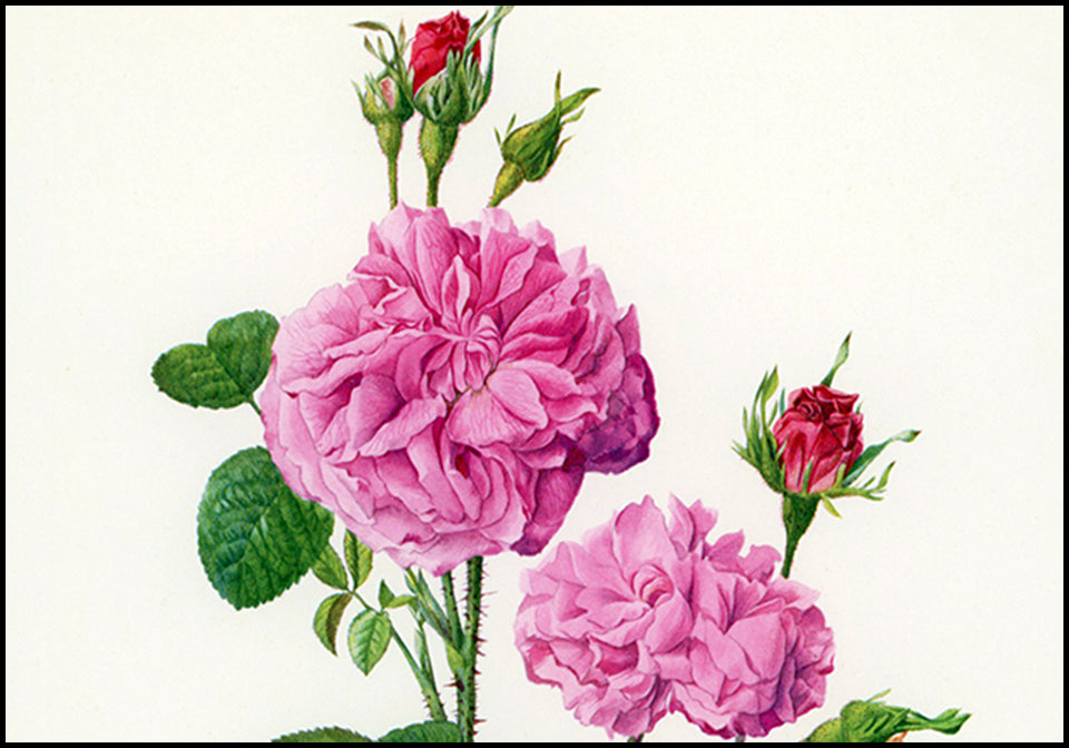Antique Anne-Marie Trechslin Rose Prints at Adirondack Retro