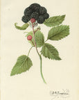 1909 Winfield Raspberry Antique USDA Fruit Print - D.G. Passmore at Adirondack Retro