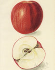 1909 Mother Apple Antique USDA Fruit Print - D.G. Passmore at Adirondack Retro