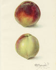 1909 Influence Of Precooling On Peaches Antique USDA Fruit Print - D.G. Passmore at Adirondack Retro