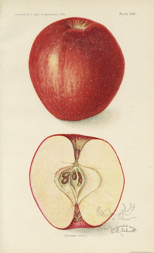 1909 Coffman Apple Antique USDA Fruit Print - E.I. Schutt at Adirondack Retro