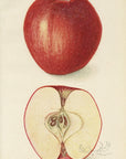 1909 Coffman Apple Antique USDA Fruit Print - E.I. Schutt at Adirondack Retro