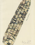 1909 Ear Of Corn Antique USDA Fruit Print - Elsie E. Lower at Adirondack Retro