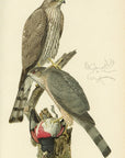 1908 Sharp-Shinned Hawk Antique USDA Bird Print - Louis Agassiz Fuertes at Adirondack Retro