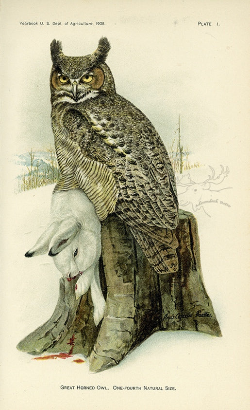 1908 Great Horned Owl Antique USDA Bird Print - Louis Agassiz Fuertes at Adirondack Retro