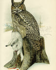 1908 Great Horned Owl Antique USDA Bird Print - Louis Agassiz Fuertes at Adirondack Retro