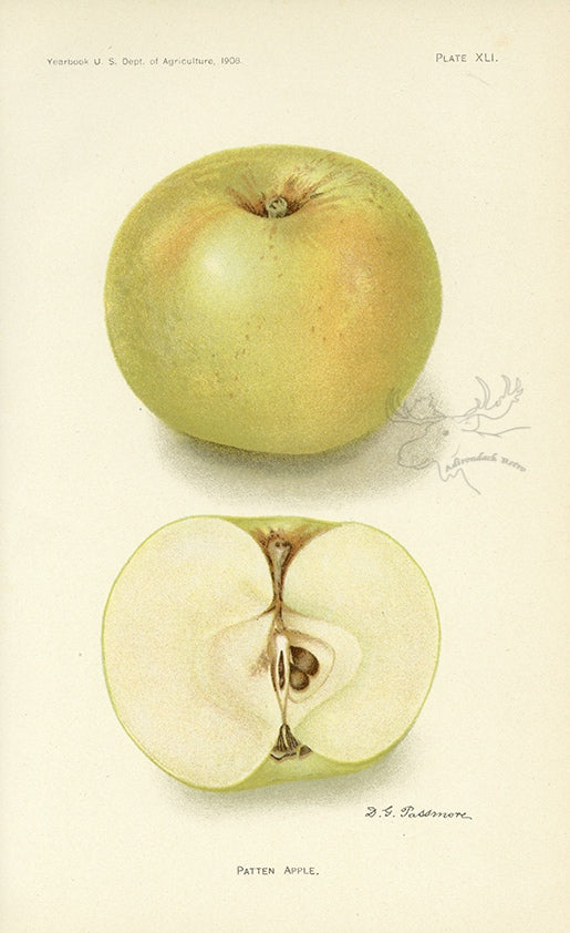 1908 Patten Apple Antique USDA Fruit Print - D.G. Passmore at Adirondack Retro