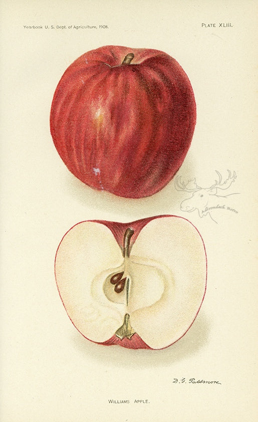 1908 Williams Apple Antique USDA Fruit Print - D.G. Passmore at Adirondack Retro