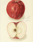1908 Williams Apple Antique USDA Fruit Print - D.G. Passmore at Adirondack Retro