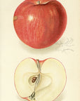 1908 Bennett Apple Antique USDA Fruit Print - D.G. Passmore at Adirondack Retro