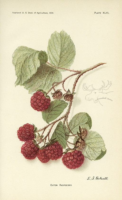 1908 Eaton Raspberry Antique USDA Fruit Print - E.I. Schutt at Adirondack Retro