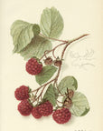 1908 Eaton Raspberry Antique USDA Fruit Print - E.I. Schutt at Adirondack Retro