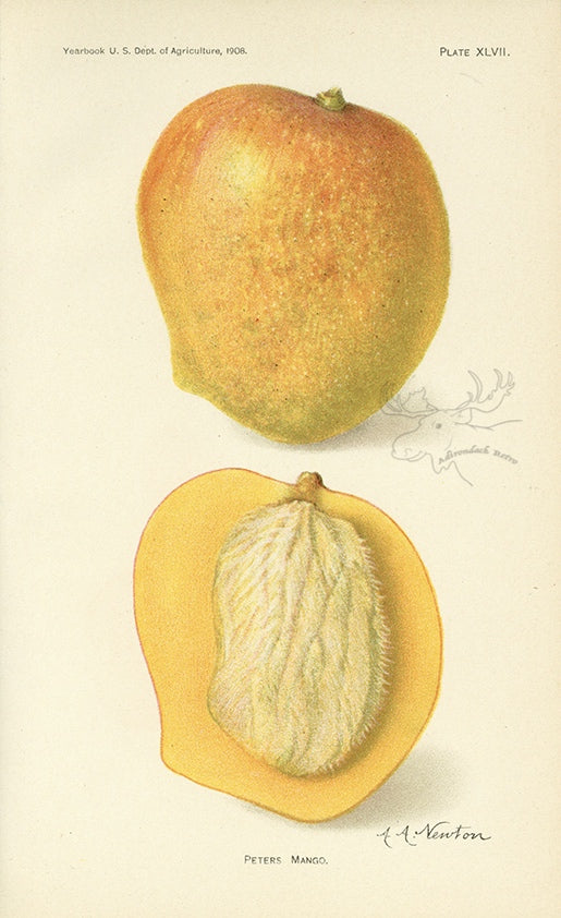 1908 Peters Mango Antique USDA Fruit Print - A.A. Newton at Adirondack Retro