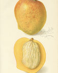 1908 Peters Mango Antique USDA Fruit Print - A.A. Newton at Adirondack Retro