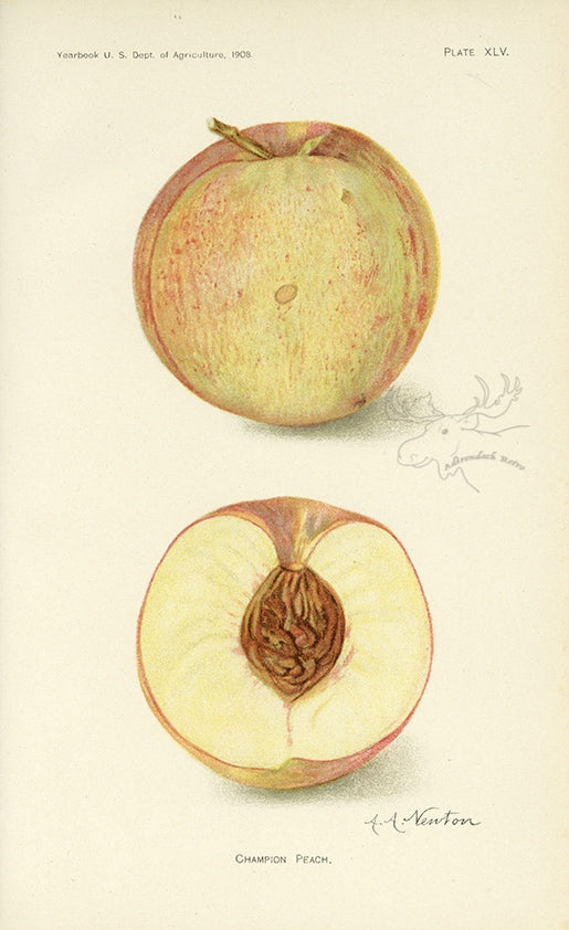 1908 Champion Peach Antique USDA Fruit Print - A.A. Newton at Adirondack Retro