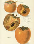 1908 Persimmons Antique USDA Fruit Print - Elsie E. Lower at Adirondack Retro