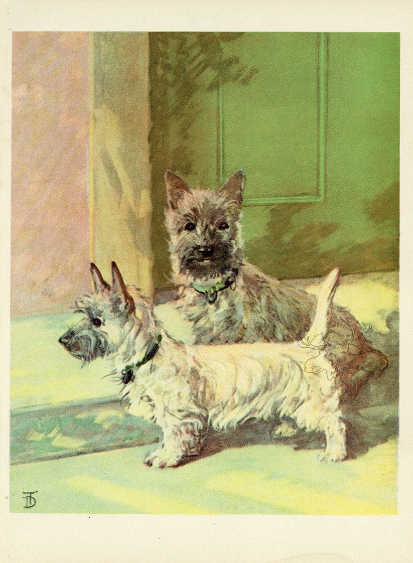 1932 Diana Thorne Vintage Dog Print - Cairn Terrier - Plate #11 at Adirondack Retro