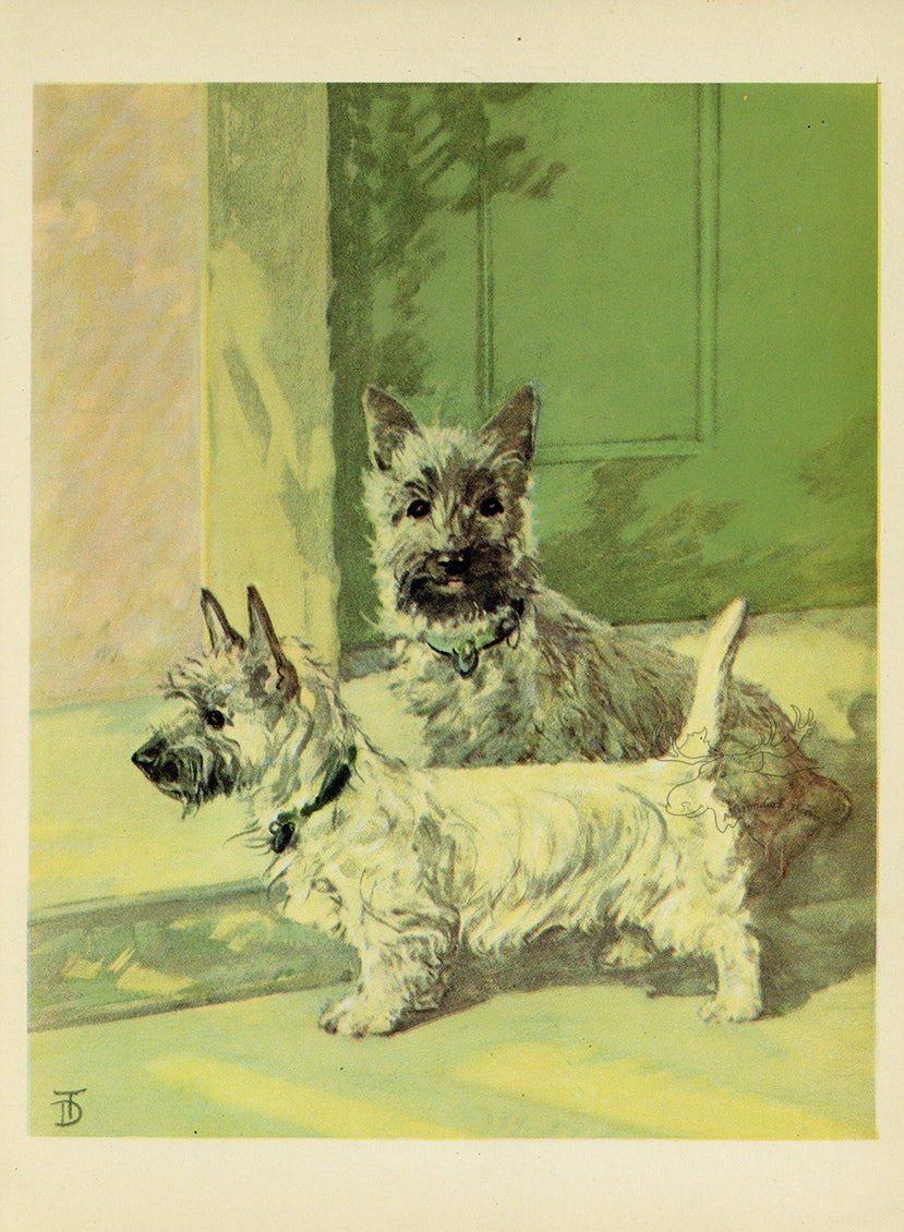 1932 Diana Thorne Vintage Dog Print - Cairn Terrier - Plate #12 at Adirondack Retro