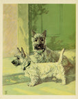 1932 Diana Thorne Vintage Dog Print - Cairn Terrier - Plate 