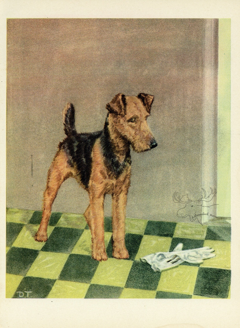 1932 Diana Thorne Vintage Dog Print - Airedale Terrier - Plate #13 at Adirondack Retro