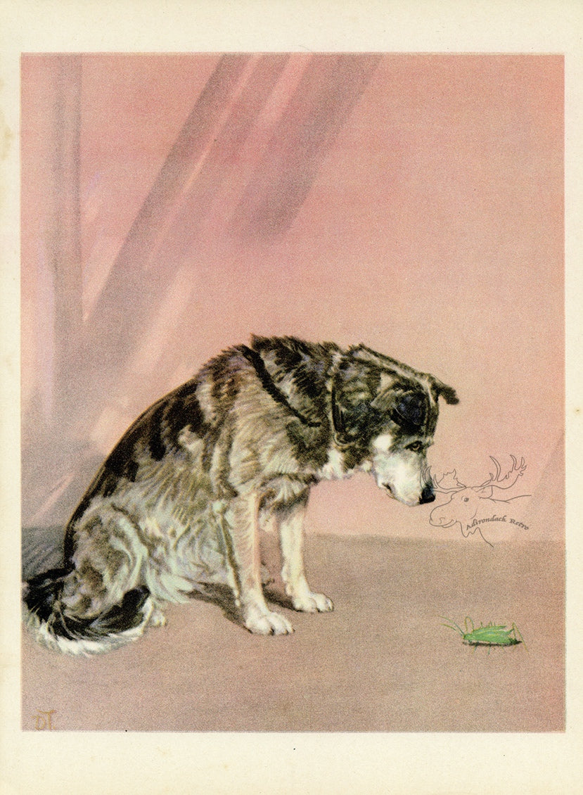 1932 Diana Thorne Vintage Dog Print - Husky - Plate #15 at Adirondack Retro