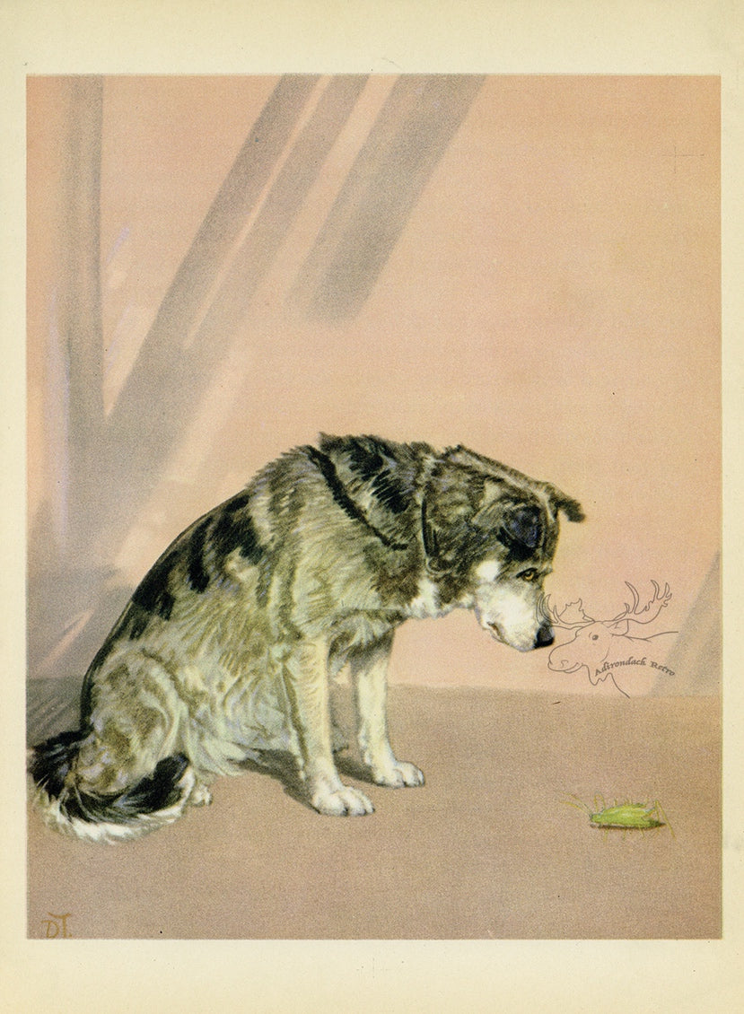 1932 Diana Thorne Vintage Dog Print - Husky - Plate 